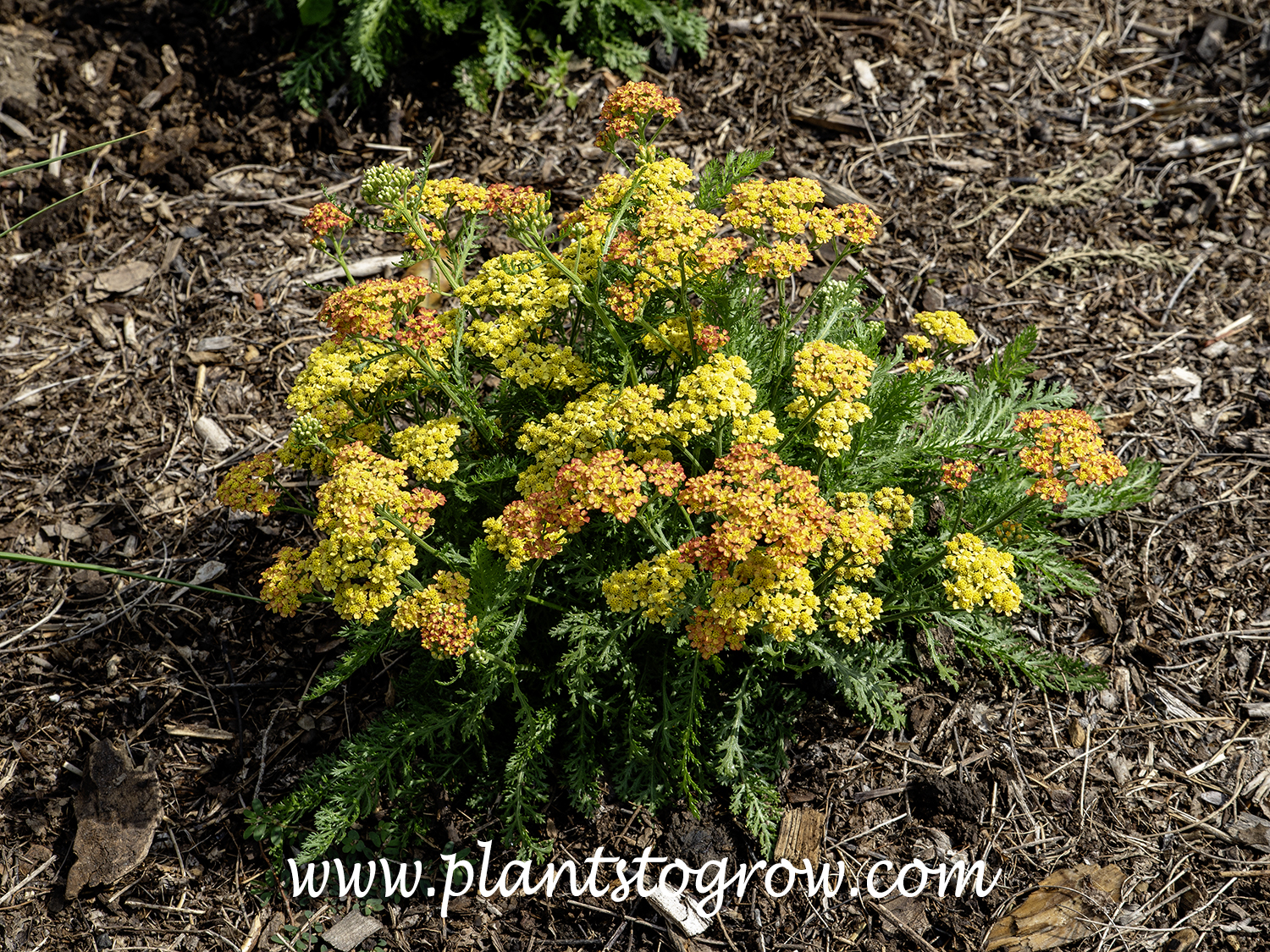 Yellow Terracotta' Yarrow (Achillea millefolium)
This Yarrow forms nice compact mounds of foliage with shorter flower stalks.